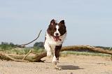BORDER COLLIE 492